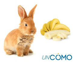 Pueden Comer Platano Los Conejos Lo Aclaramos Si bien puede ser inofensivo comerlo en pequeñas porciones, su ingesta excesiva puede. pueden comer platano los conejos lo