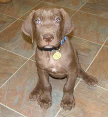 All the puppies are vaccinated and dewormed. Pin By Great Dane Webstore On Random Stuff Great Dane Funny Great Dane Puppy Great Dane