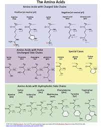 Some of them are vital components of the muscles and bones. 3 2 Levels Orders Of Protein Structure Biology Libretexts