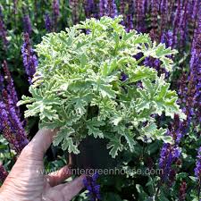 Image result for Pelargonium graveolens