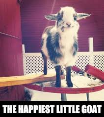 The Happiest Little Goat Meme Jpg 526 591 Pixels Happy Animals Cute Animals Cute Animal Pictures