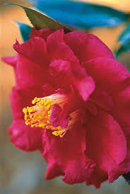 Camellia sasanqua plant with white blooms. Camellia Flower Guide Growing Pruning More Garden Design