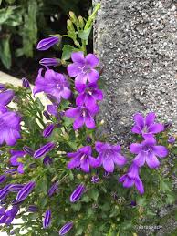 Campanula Fiori