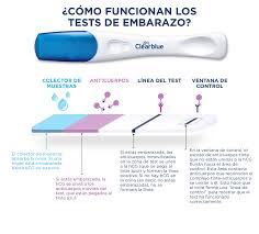Niveles De Hcg Todo Lo Que Debes Saber Clearblue