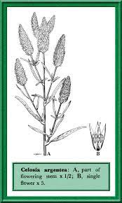 Celosia Argentea In Flora Of Pakistan Efloras Org