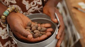 Image result for Embelia nilotica