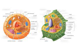 Check spelling or type a new query. Plant And Animal Cells Diagram Quizlet