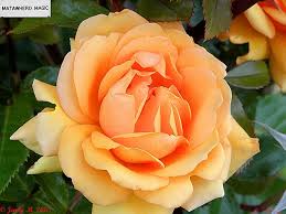 We did not find results for: 445 Rose Matawhero Magic Rose Coming Up Roses Flowers