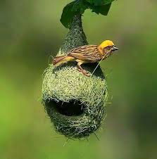 Today we will discuss the weaver bird; Weaver Bird S Nest Steemit