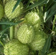 Image result for Gomphocarpus semilunatus