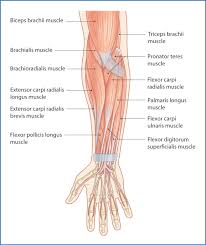 Inflammation of this region caused by repetitive. Anterior Forearm Basicmedical Key