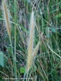 Image result for Cenchrus macrourus