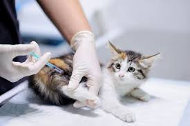 What vaccines do indoor cats need. Feline Leukemia Vaccine Felv For Cats Great Pet Care