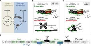 Das multiple cause diagram hat einen anderen ansatz: Frontiers Variants Of The Bacillus Subtilis Lysr Type Regulator Gltc With Altered Activator And Repressor Function Microbiology