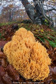 Image result for Ramaria stricta