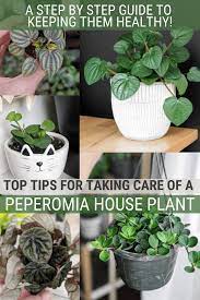 How To Care For Peperomia Plants My Complete Guide Peperomia Plant Plants Plant Care