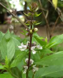 Image result for Ocimum fimbriatum