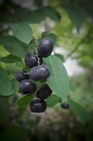 Image result for Phyllanthus reticulatus