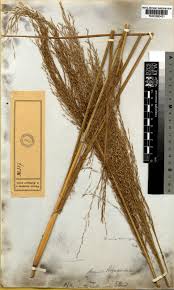 Image result for Neyraudia