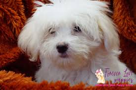 708 likes · 3 talking about this. Visit Our Maltese Puppies For Sale Near Miami Florida
