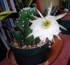 Polyancistra, echinopsis polyancistra, pseudolobivia pelecyrhachis, pseudolobivia leucorhodantha, pseudolobivia kratochviliana, echinopsis ancistrophora var. Photo Of The Bloom Of Cactus Echinopsis Ancistrophora Fuzzy Navel Posted By Maryl Garden Org