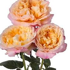 Flower delivery coupon codes 2021. Garden Rose Edith Bi Color Bulk Wholesale Blooms By The Box