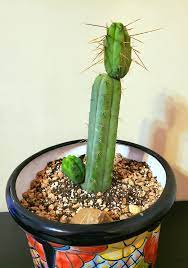 Gardening of the cactus and caring for. Echinopsis Lageniformis Wikipedia