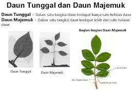 Maybe you would like to learn more about one of these? Daun Bagianorgan Tumbuhan Yang Berfungsi Membentuk Makanan Fotosintesis