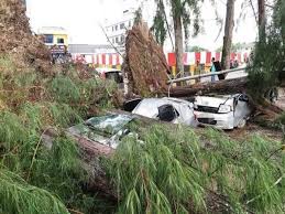 We did not find results for: Pokok Tumbang Hempap Tiga Kenderaan