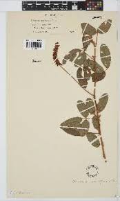 Image result for Eriosema cordatum