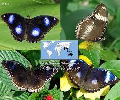 We did not find results for: Id Guide Black Butterflies Exhibits