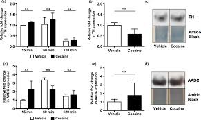 Still other substances block a natural neuromediator. Single Cocaine Exposure Does Not Alter Striatal Pre Synaptic Dopamine Function In Mice An 18f Fdopa Pet Study Bonsall 2017 Journal Of Neurochemistry Wiley Online Library