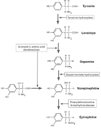Catecholamine Pathway Norepinephrine Is Synthesized From Levodopa In Download Scientific Diagram
