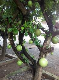 A small evergreen tropical tree growing up to of 25' tall. Calabash Flowers Turns Into A Super Cutie Fruits Ptpa Calabash Tree Medicinal Plant We Are Selling Calabash Fruits Pm Me For Those Who Are Interested Thank You Please Take Time To