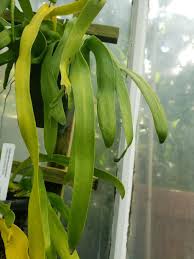 Image result for Ophioglossaceae