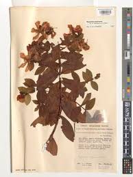 Image result for Hypericum roeperianum