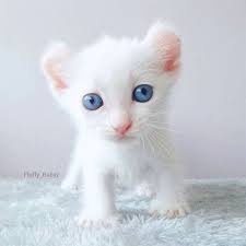 Pin By Yesim Odabas On Kittens Albino Cat Baby Cats Beautiful Cats