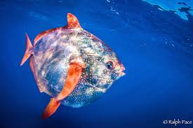 Image result for moonfish