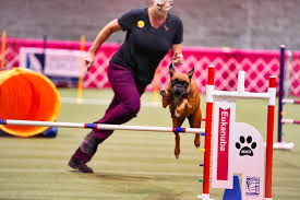The akc fast cat invitational first round (#1 dogs) entry closes today! Top Dog Athletes Awarded At 2020 Akc Agility Invitational American Kennel Club