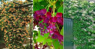 Zone 5 perennials can range from low growing plants to tall growing plants, those that produce colorful flowers. 19 Flowering Vines For Shade Shade Loving Vines Balcony Garden Web