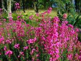 Erica Cinerea C D Eason Bell Heather Dwarf Evergreen Shrubs Magenta Flowers Evergreen Shrubs