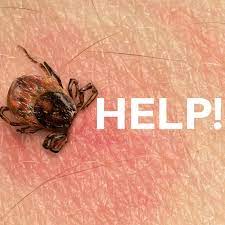 Help I Ve Gotten A Tick Bite Now What Do I Do
