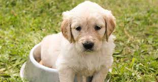 Best Food For Golden Retriever Puppies And What Not To Feed Them Golden Hearts