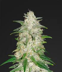 White widow automatic marijuana strain is a 70/30 indica dominant cannabis strain. Gelato Auto Cannabis Seeds Gelato Auto By Fastbuds Lamota Growshop