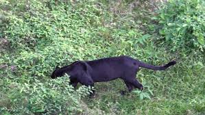 Black Jaguar Walking In A Stock Footage Video 100 Royalty Free 1015855252 Shutterstock