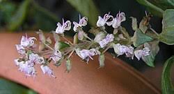 Image result for Platostoma