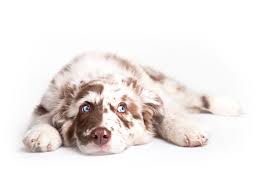 These mini australian shepherd puppies are typically easy going and love to be with their family. 1 Australian Shepherd Puppies For Sale In San Diego Ca