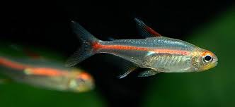 Tetra are species of small freshwater fish from africa, central america and south america belonging to the biological family characidae and to its former. Tetra Fish Care Everything You Need To Know About Tetra