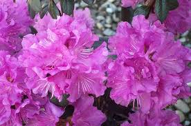 Rhododendron Pjm Elite Season Plants Rhododendron Organic Gardening Soil