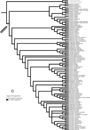 Image result for Chloris mossambicensis